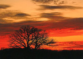 Twin Oaks Sunset - Oregon WI Michael Engelberger Stoughton WI photography  SOLD